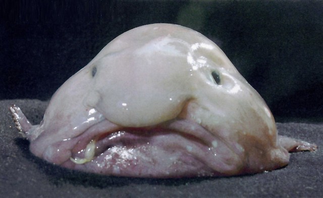 Blobfish, VS Battles Wiki